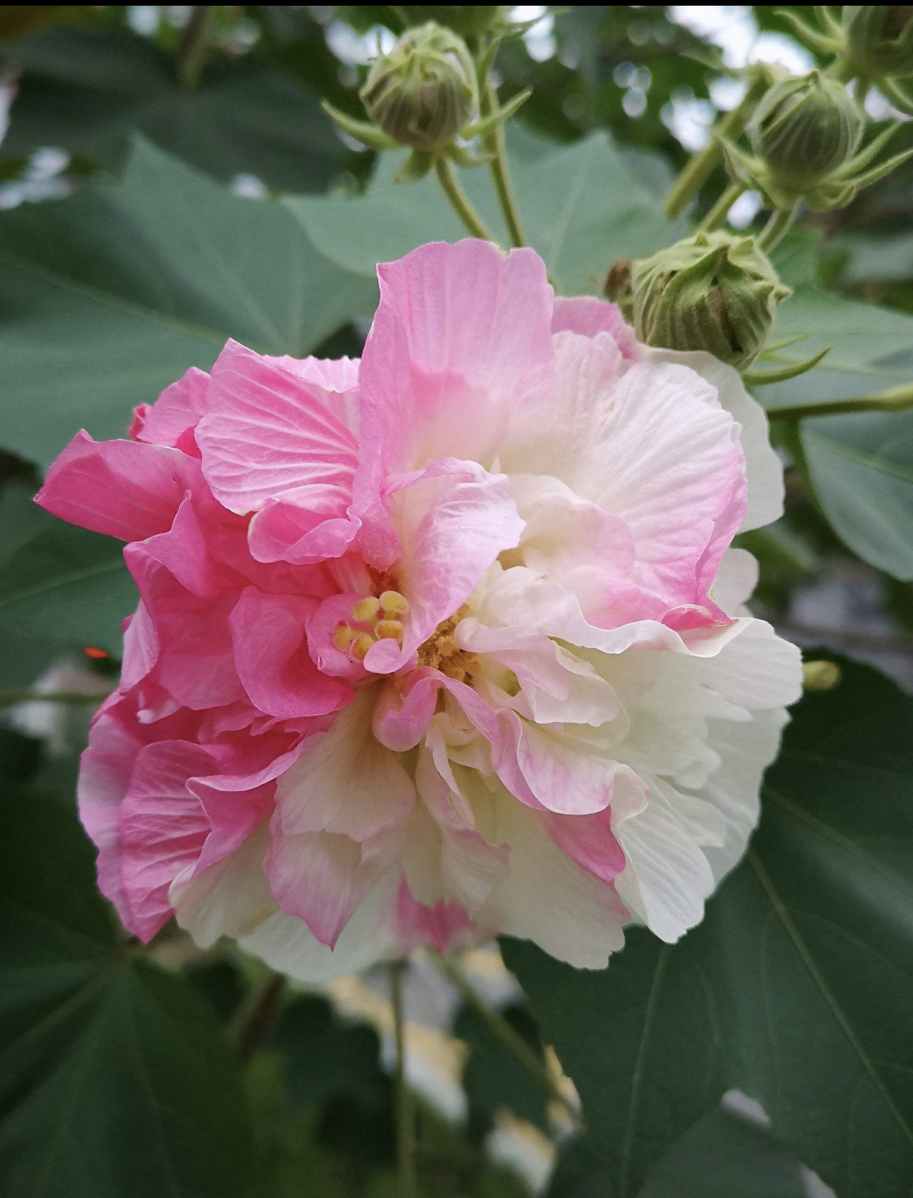 芙蓉花(陀乾秋/文)