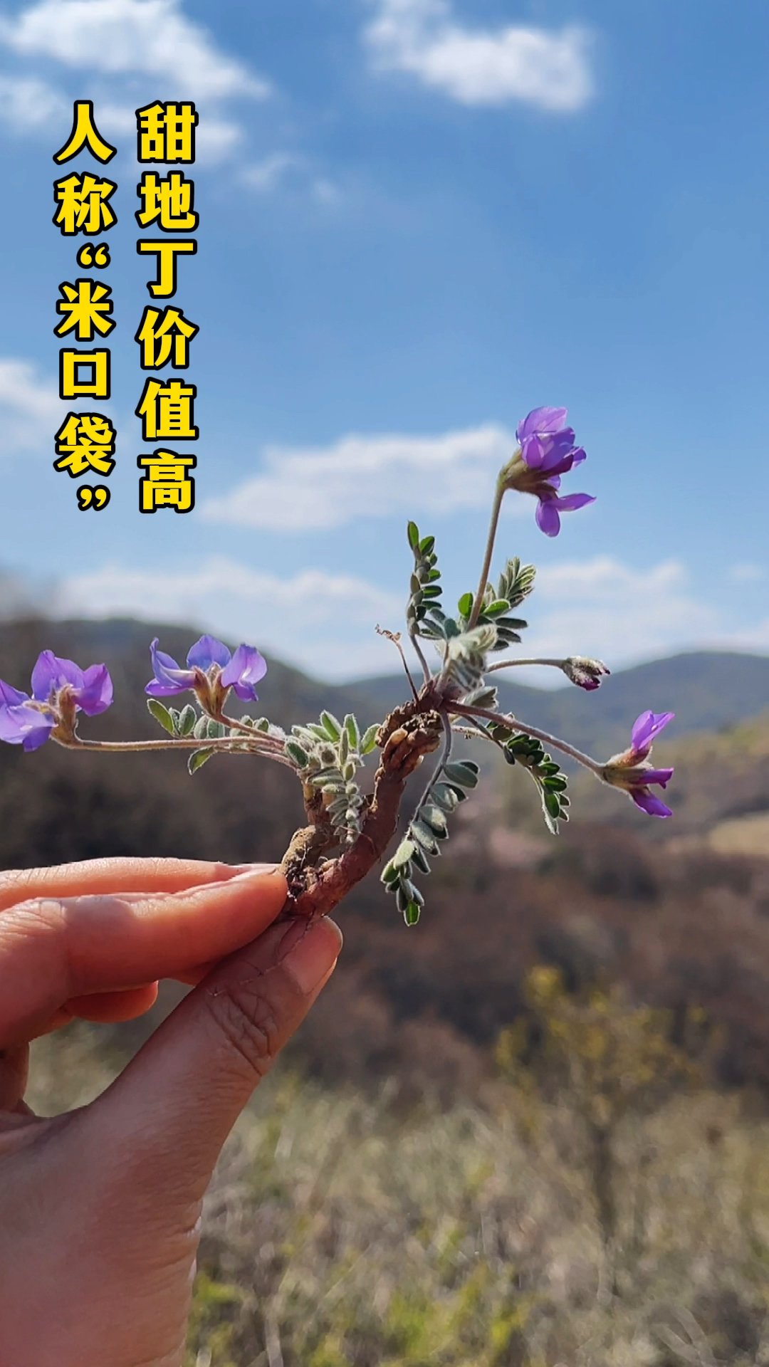 此草根似人参,学名甜地丁人称"米口袋"!