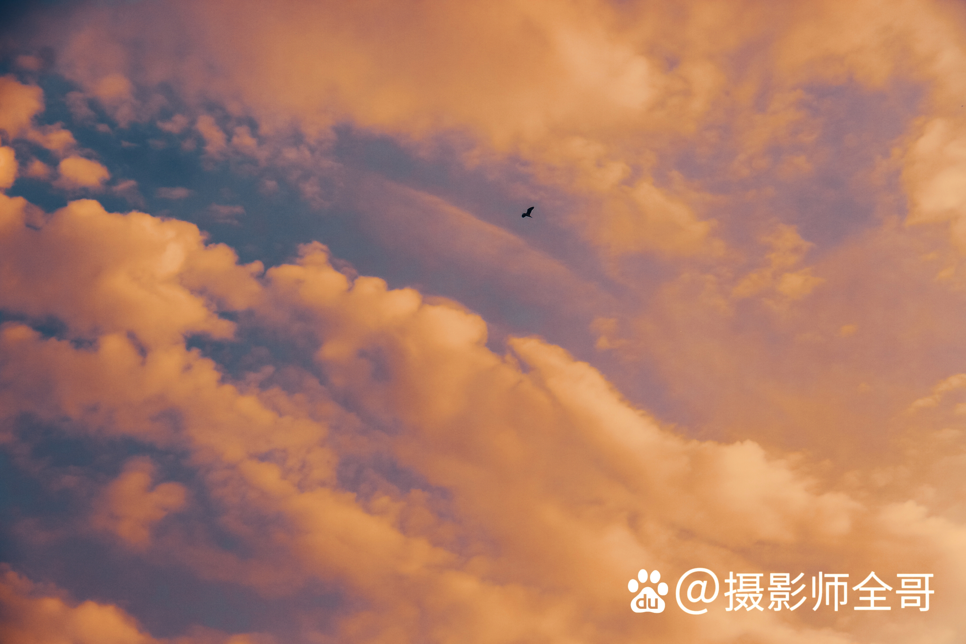 天空的流雲很夢幻,於是我舉著相機在那裡靜候許久,這時一隻飛鳥進入