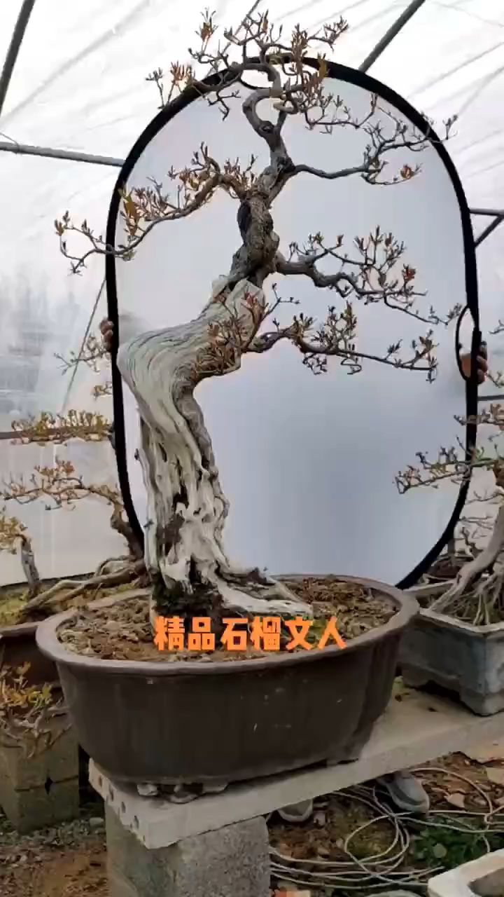 精品造型石榴文人盆景