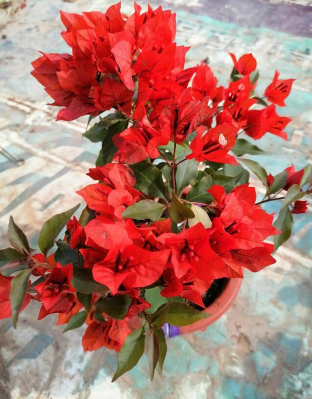 太喜欢这种红色的三角梅,它有一个名字叫红桑巴三角梅,因为它好像