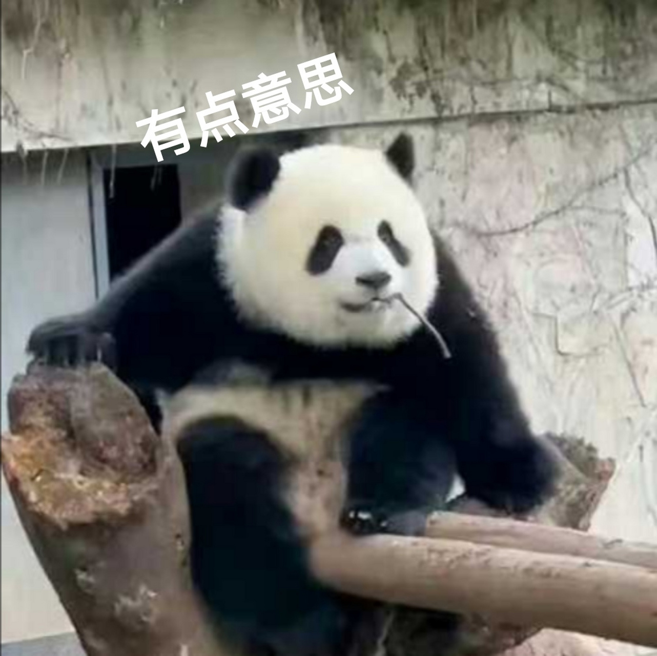 大熊猫实力演绎表情包有点意思