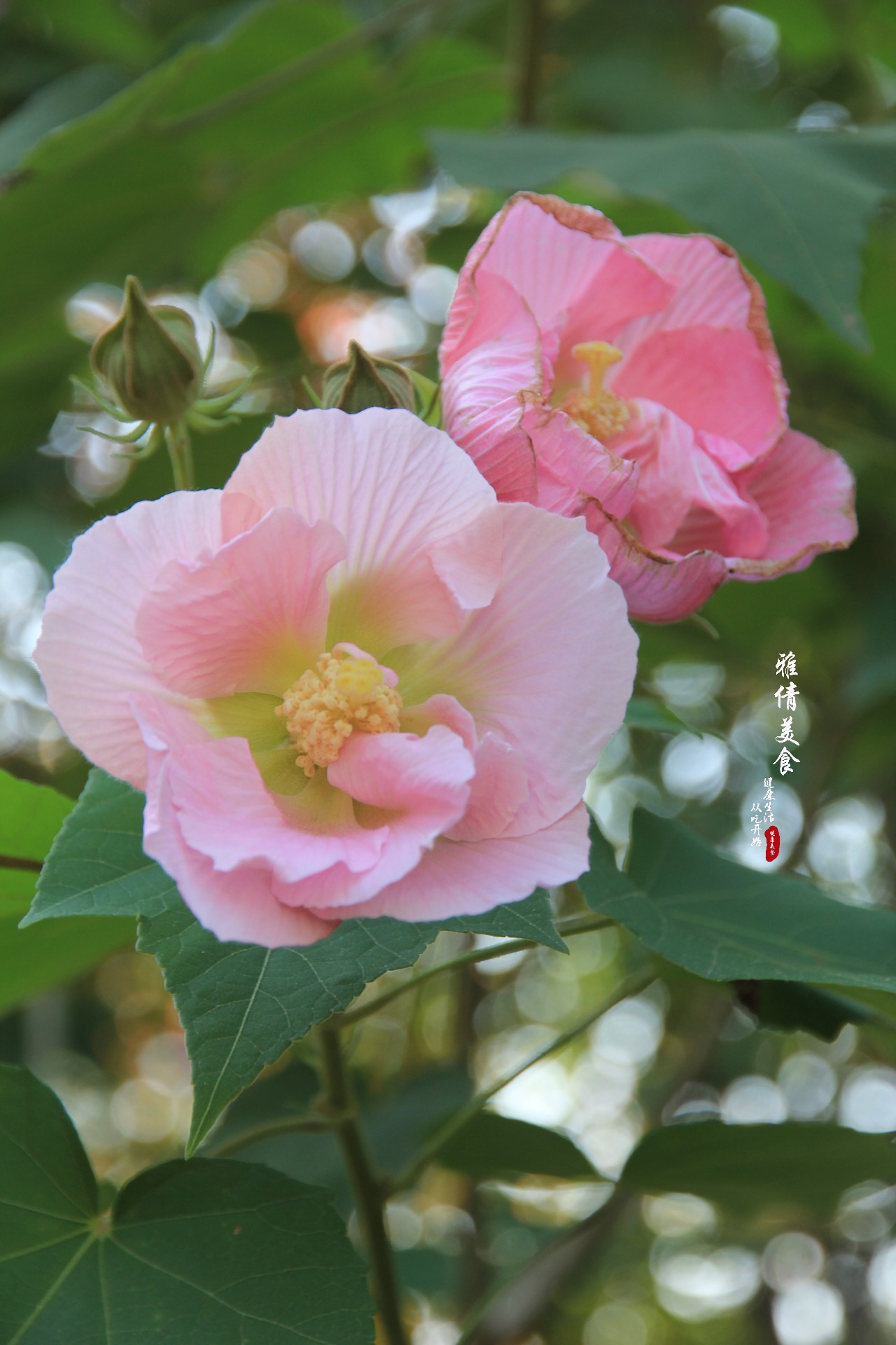 木芙蓉花诗句唯美图片