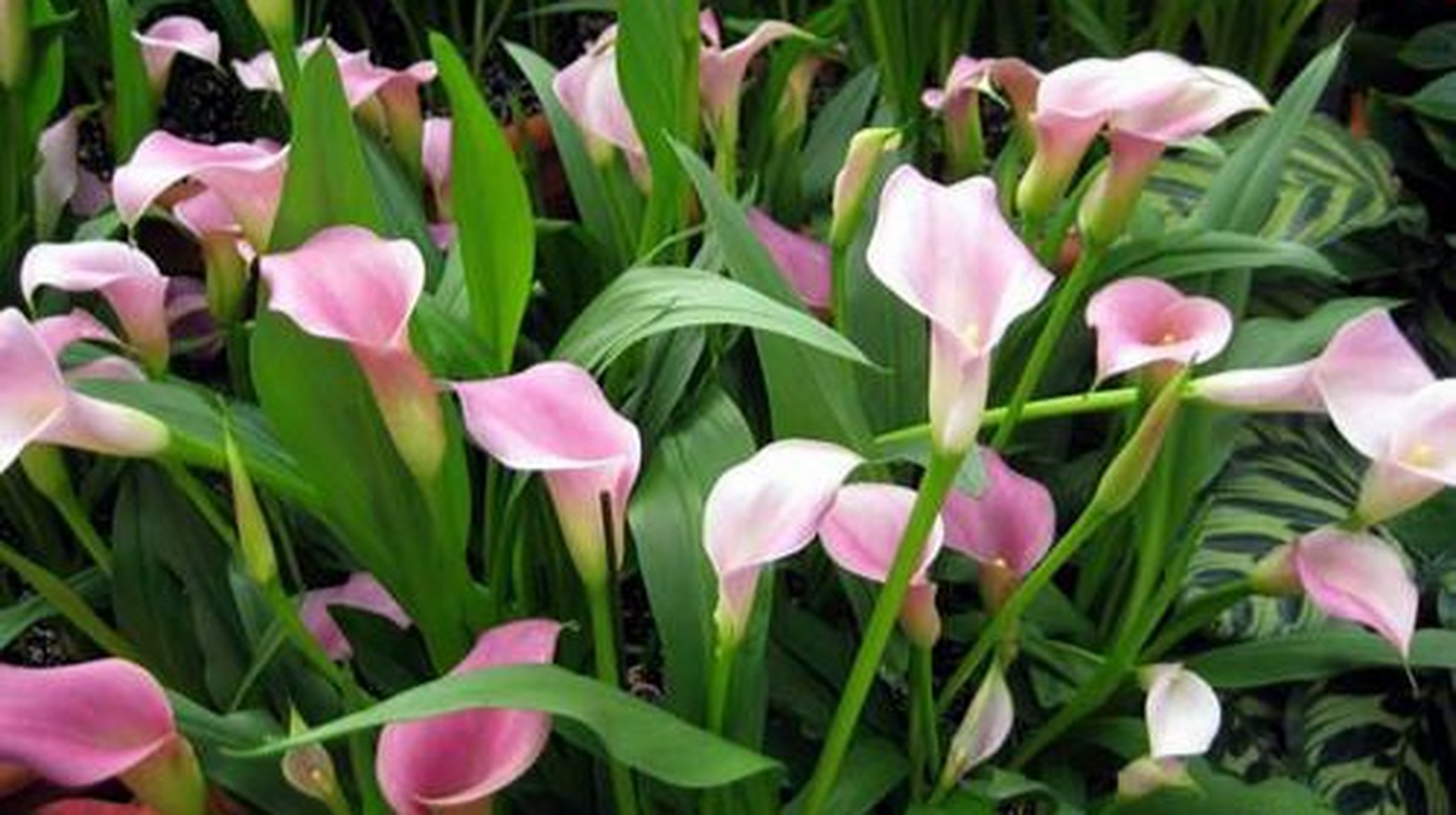 马蹄莲是单子叶植物纲icon,天南星科icon,马蹄莲属多年生粗壮草本.