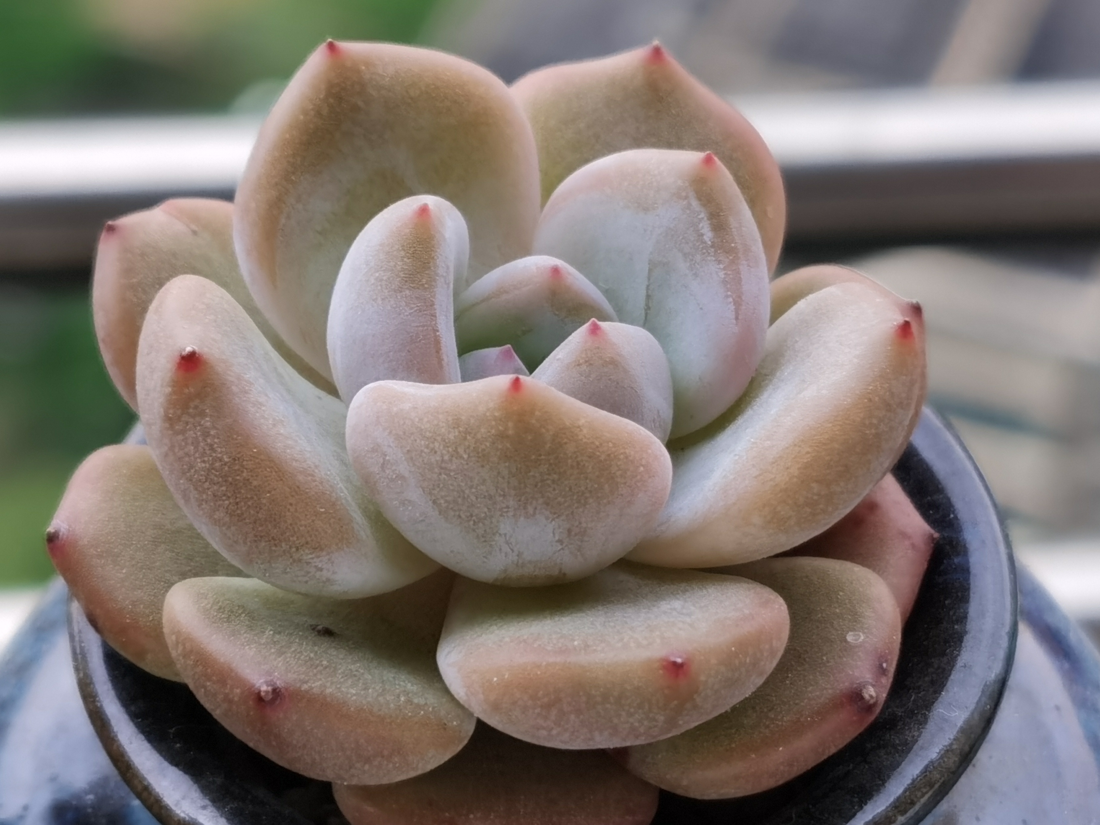 三棵星影多肉同样的配土,同样的养护方式,不同的状态