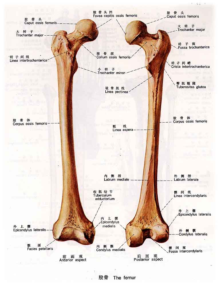 股骨粗隆的位置图图片