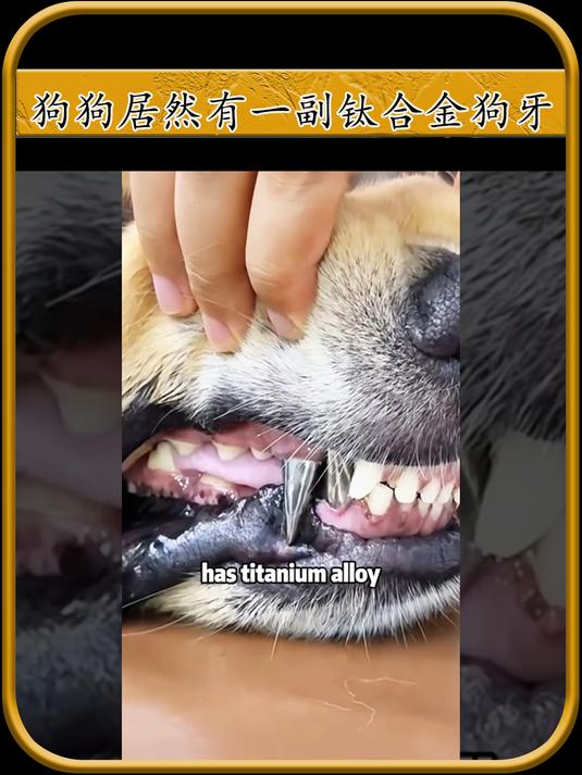 狗狗居然拥有钛合金狗牙