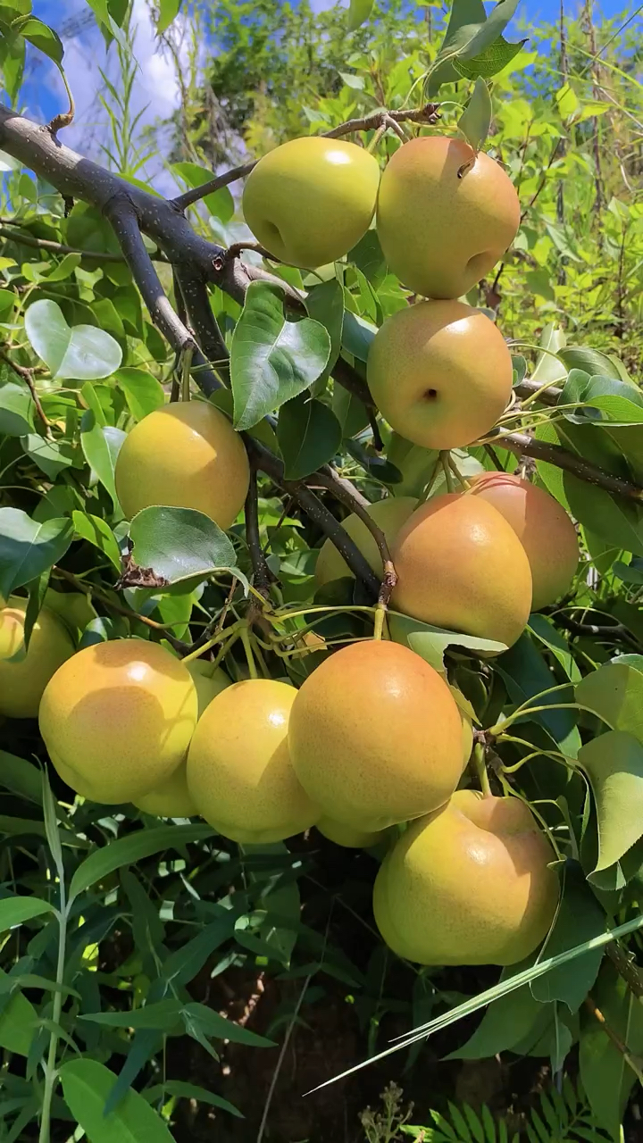 新梨7号梨树苗 成枝能力强 自花授粉 管理技术简单 产量高-度小视