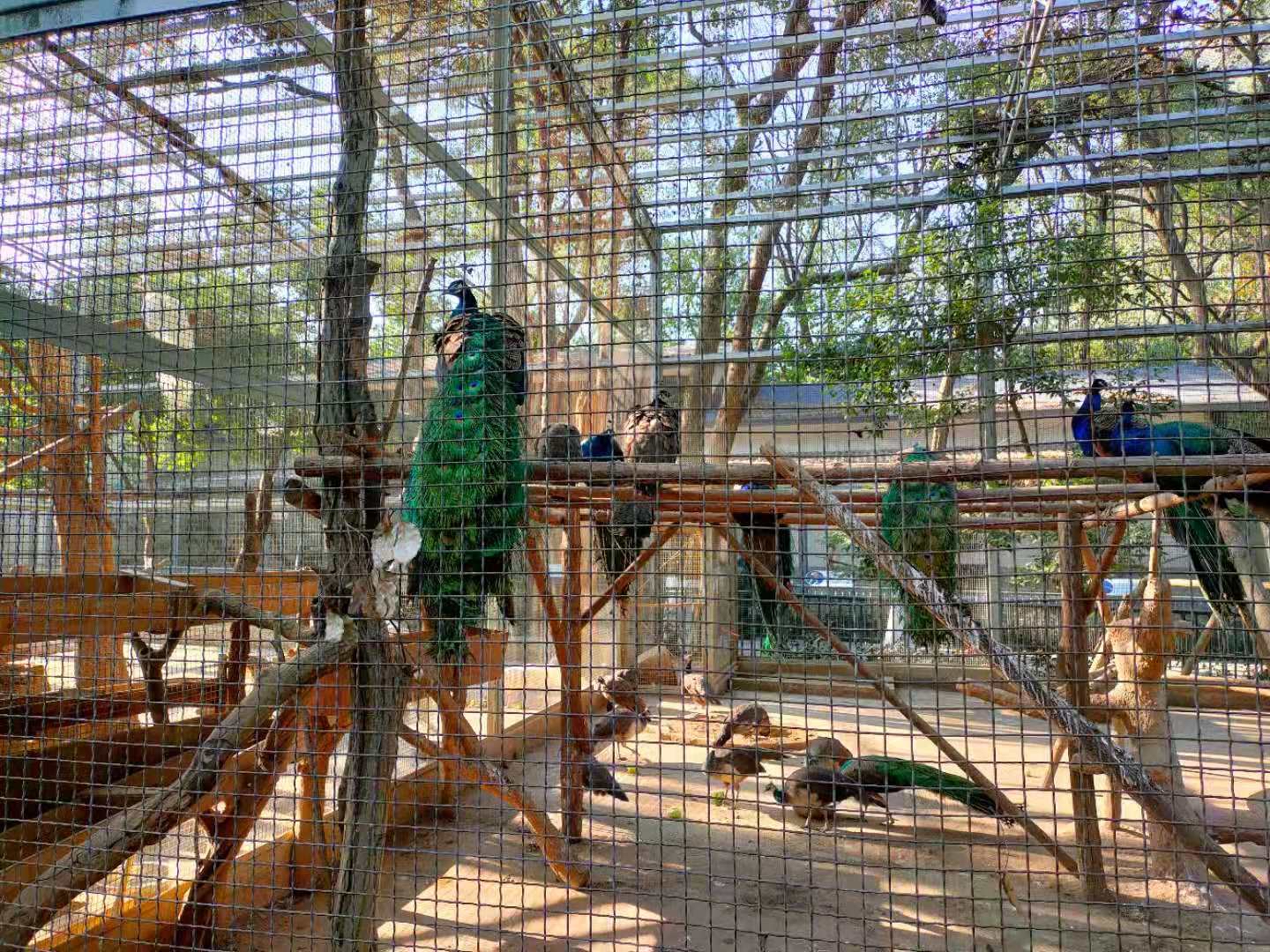 柳州市动物园一日游