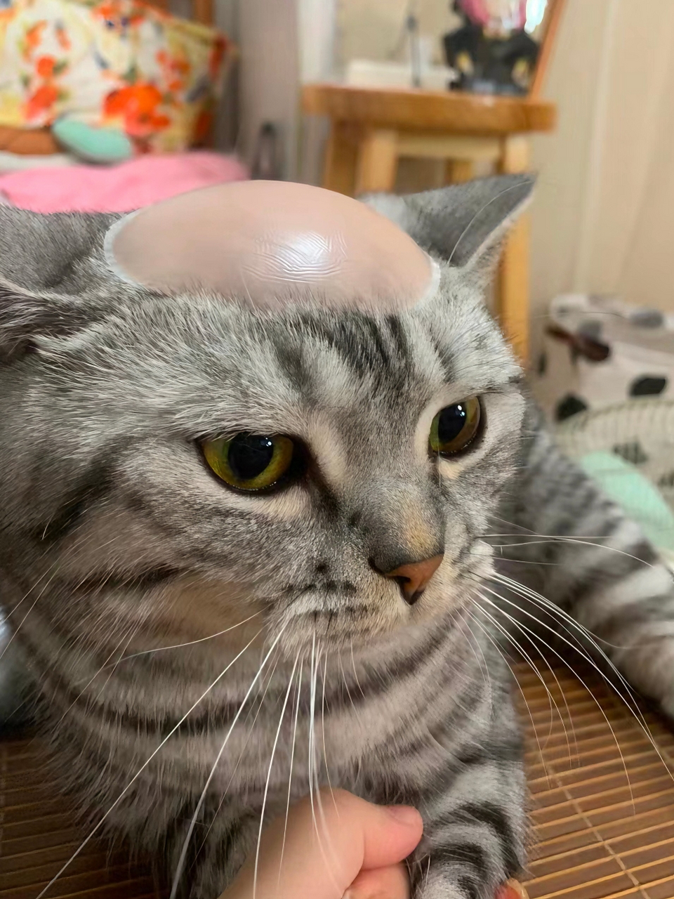 猫界"地中海"看出了岁月留在他身上的沧桑#奇葩猫