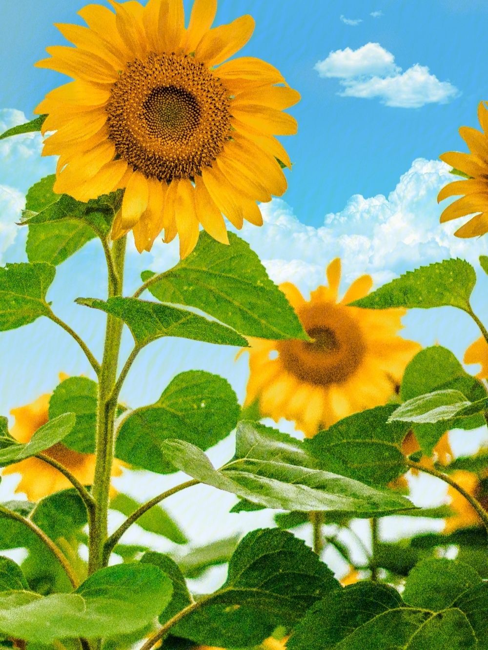 向日葵花语向阳花