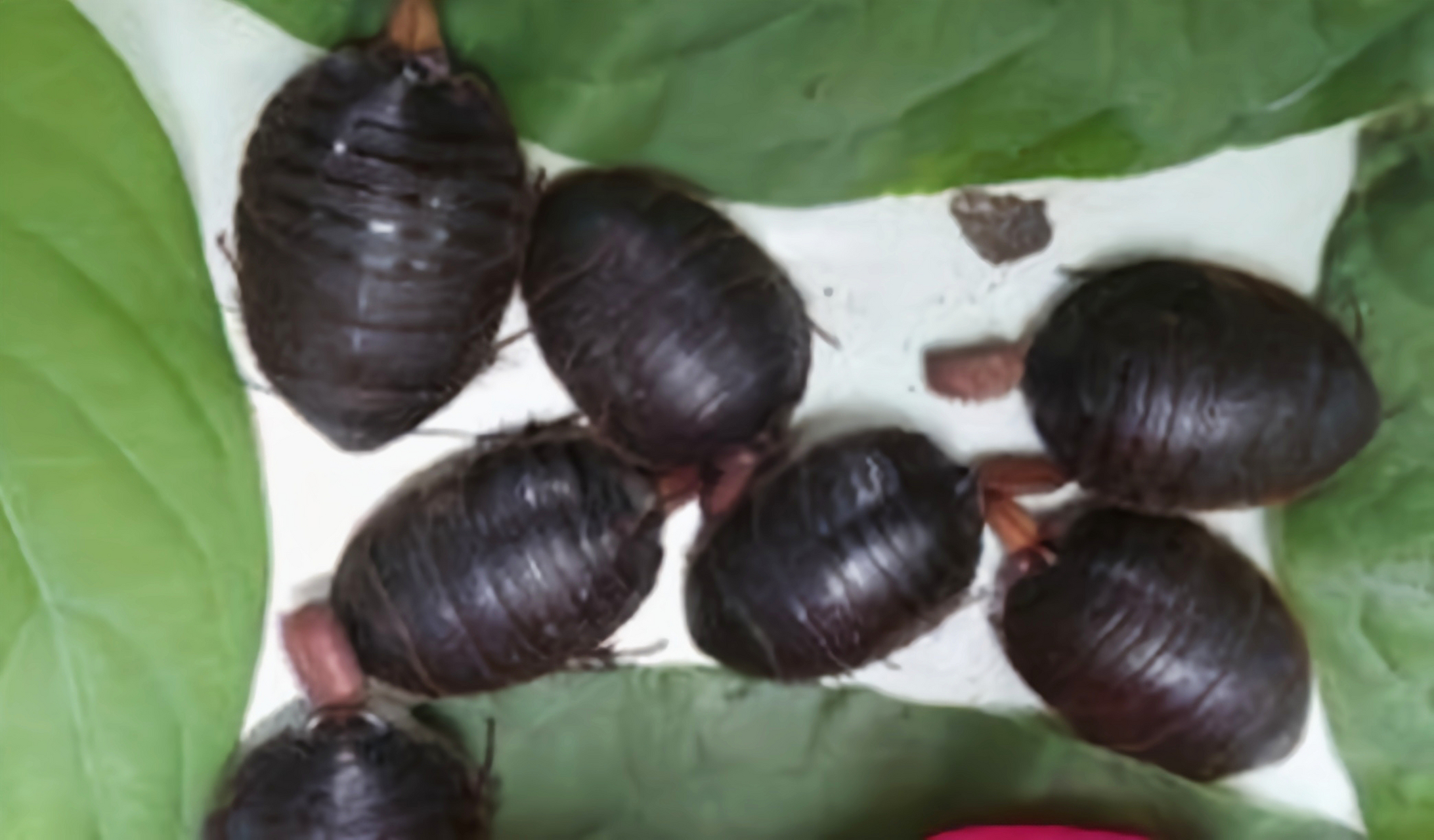 每天认识一种昆虫——中华地鳖 中华地鳖又名中华真地鳖,土鳖虫,过街