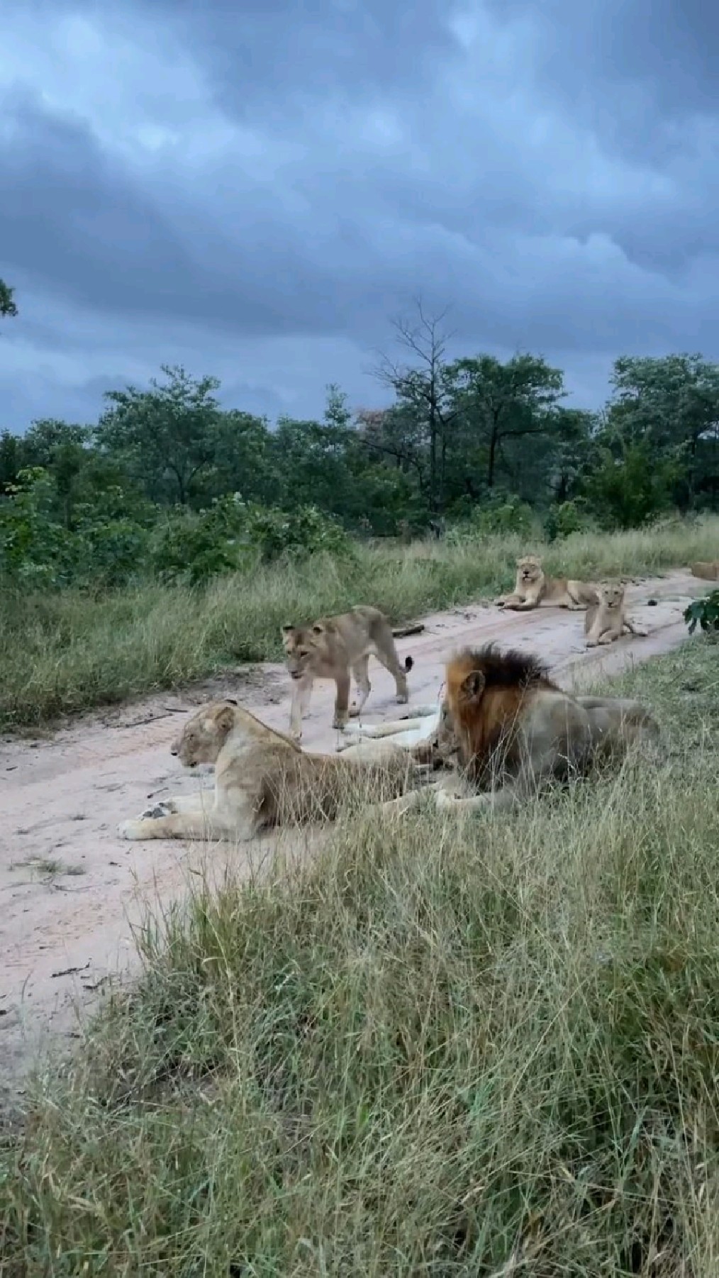 路边休息的渥太华狮群