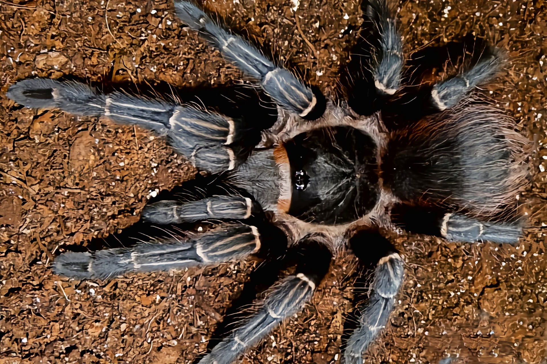 每天认识一种动物——巴西橙间食鸟蛛 巴西橙间食