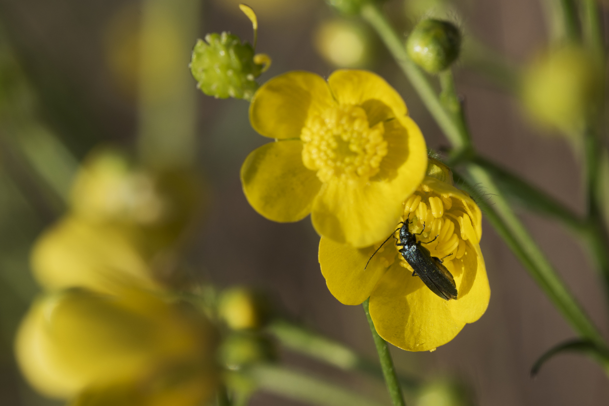 蝈蝈,天牛,花金龟
