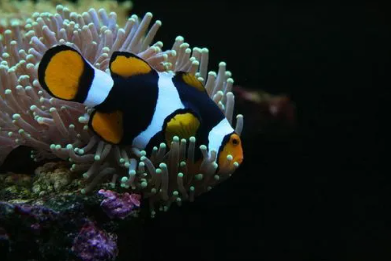 黑背心小丑鱼养多久变色