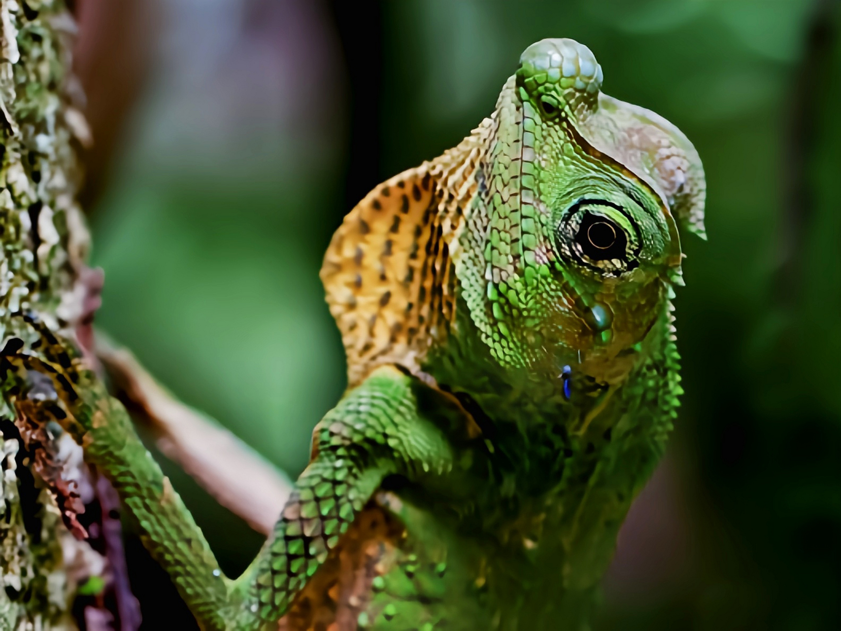 每天认识一种动物——琴头蜥 琴头蜥是斯里兰卡特有物种濒临灭绝.