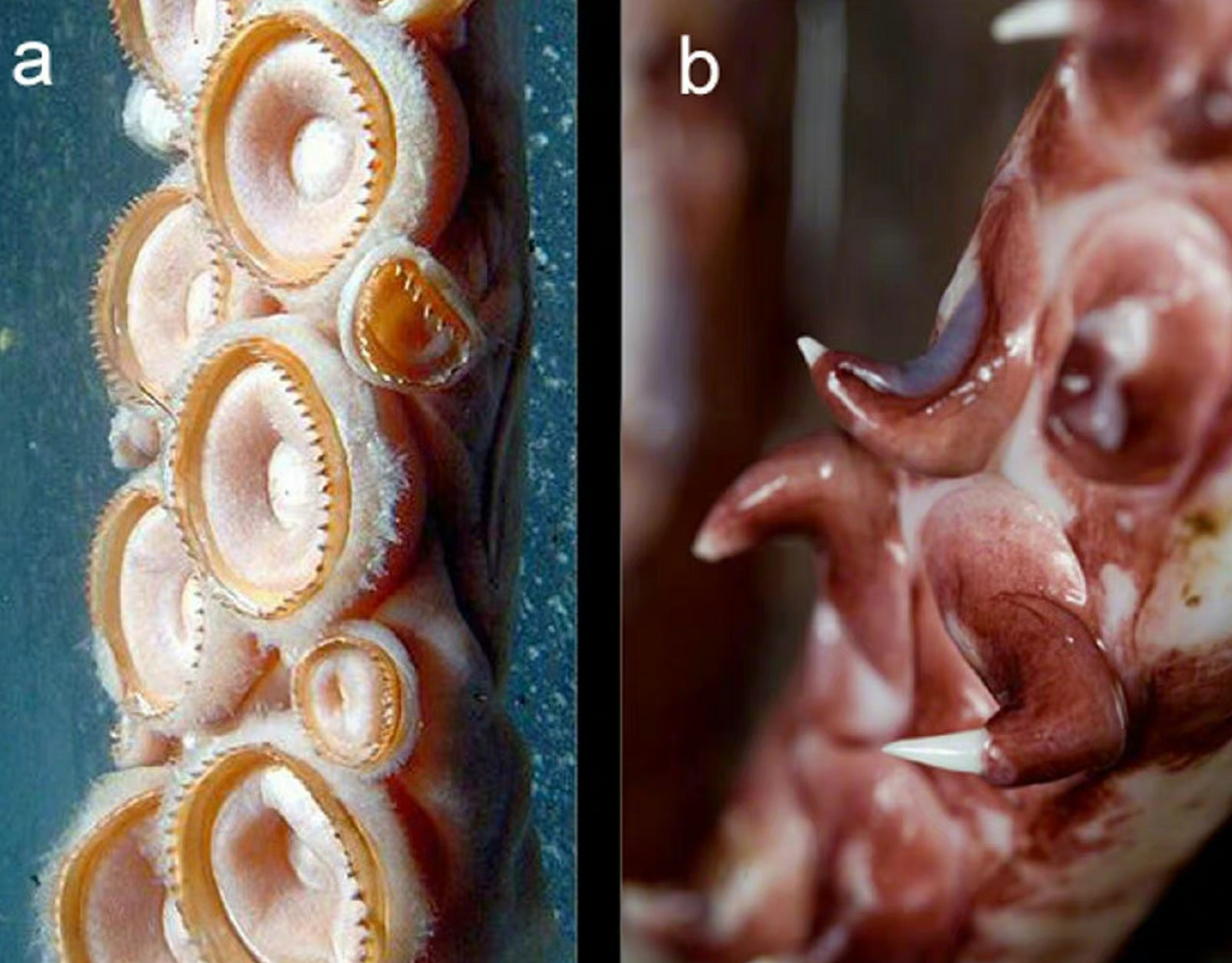 大王乌贼(左)与大王酸浆鱿(右)的触手对比,前者注重吸附,后者则注重