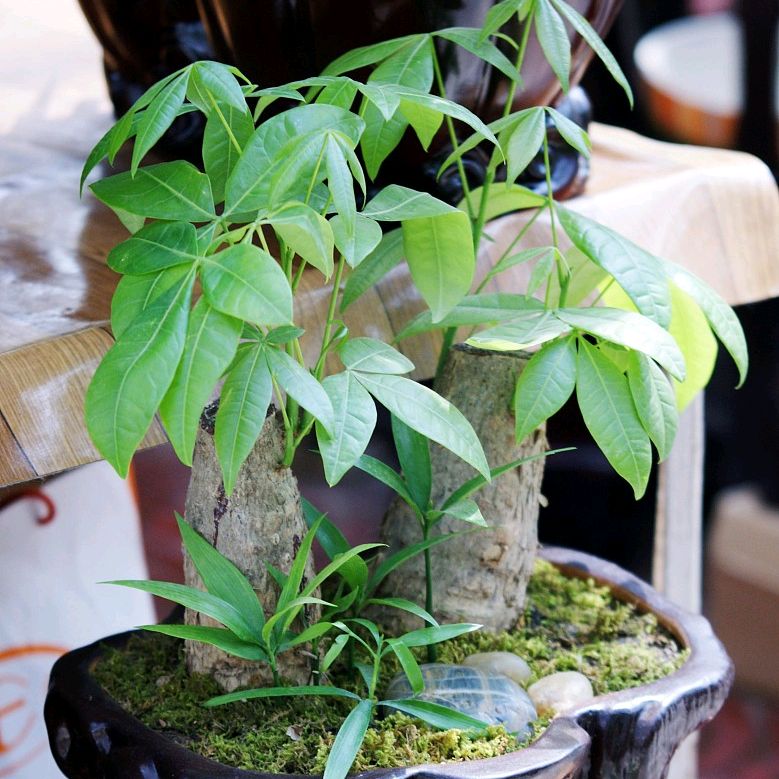 怎么养发财树盆栽好,盆栽发财树脱叶,枯死的原因及预防措施