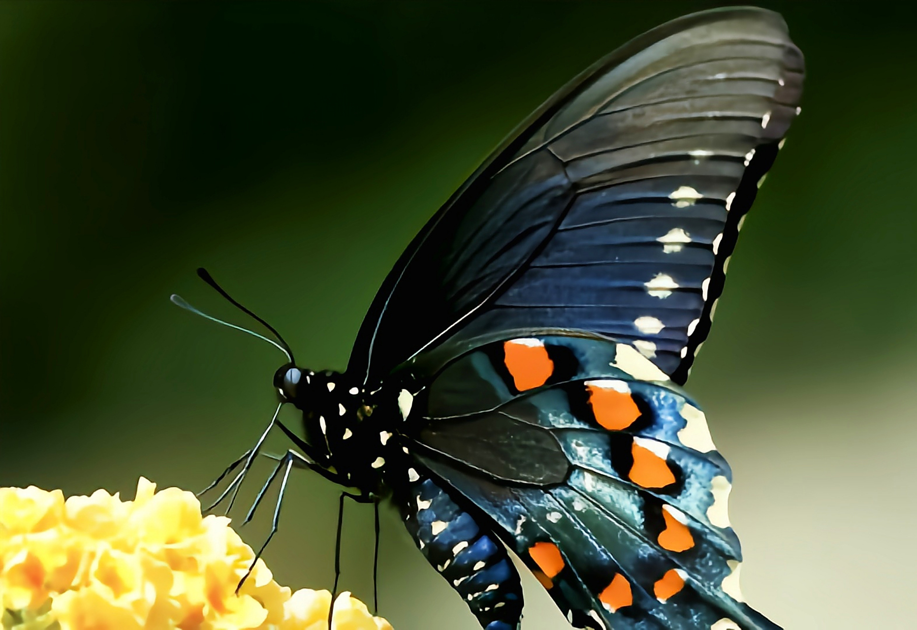 每天认识一种动物——美洲蓝凤蝶 美洲蓝凤蝶原产于北美洲,从加拿大南