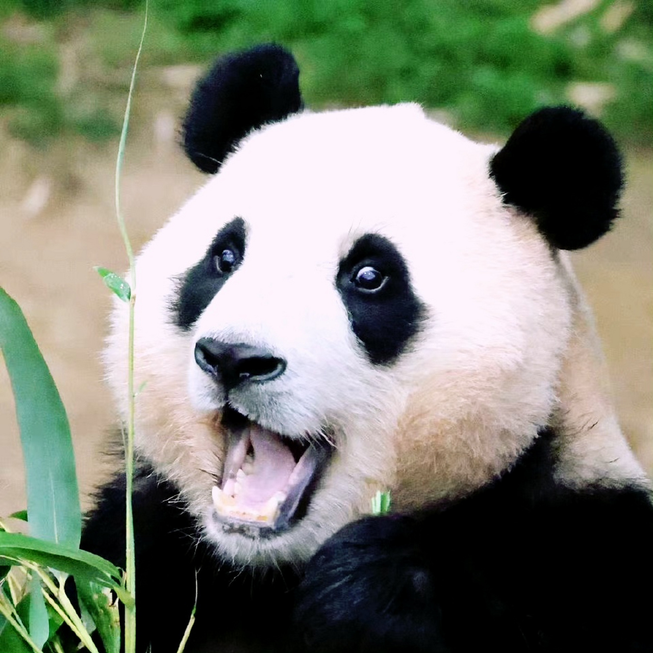 都说"爱笑的女孩运气不会太差",那我们福宝的运气应该是尤其以及特别