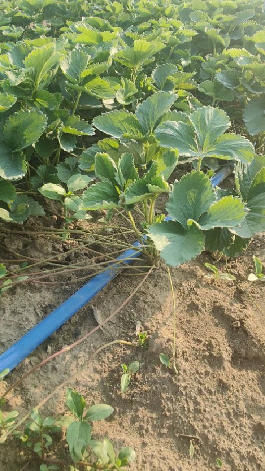 粉玉2号草莓苗品种,匍匐茎涨势旺盛,生产苗已经20公分左右,根系爆满