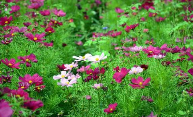 周末去重庆天池百花谷,来一场赏花,采摘游