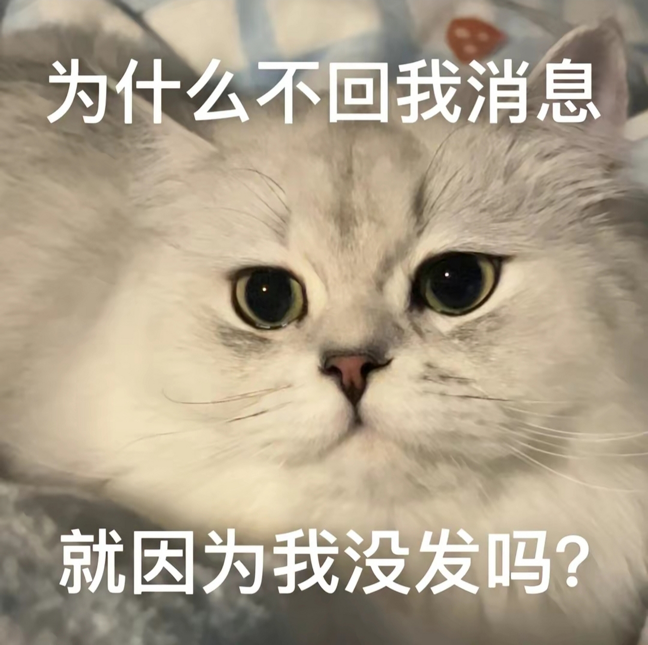 猫咪 本喵倒想看看你能放出什么好屁