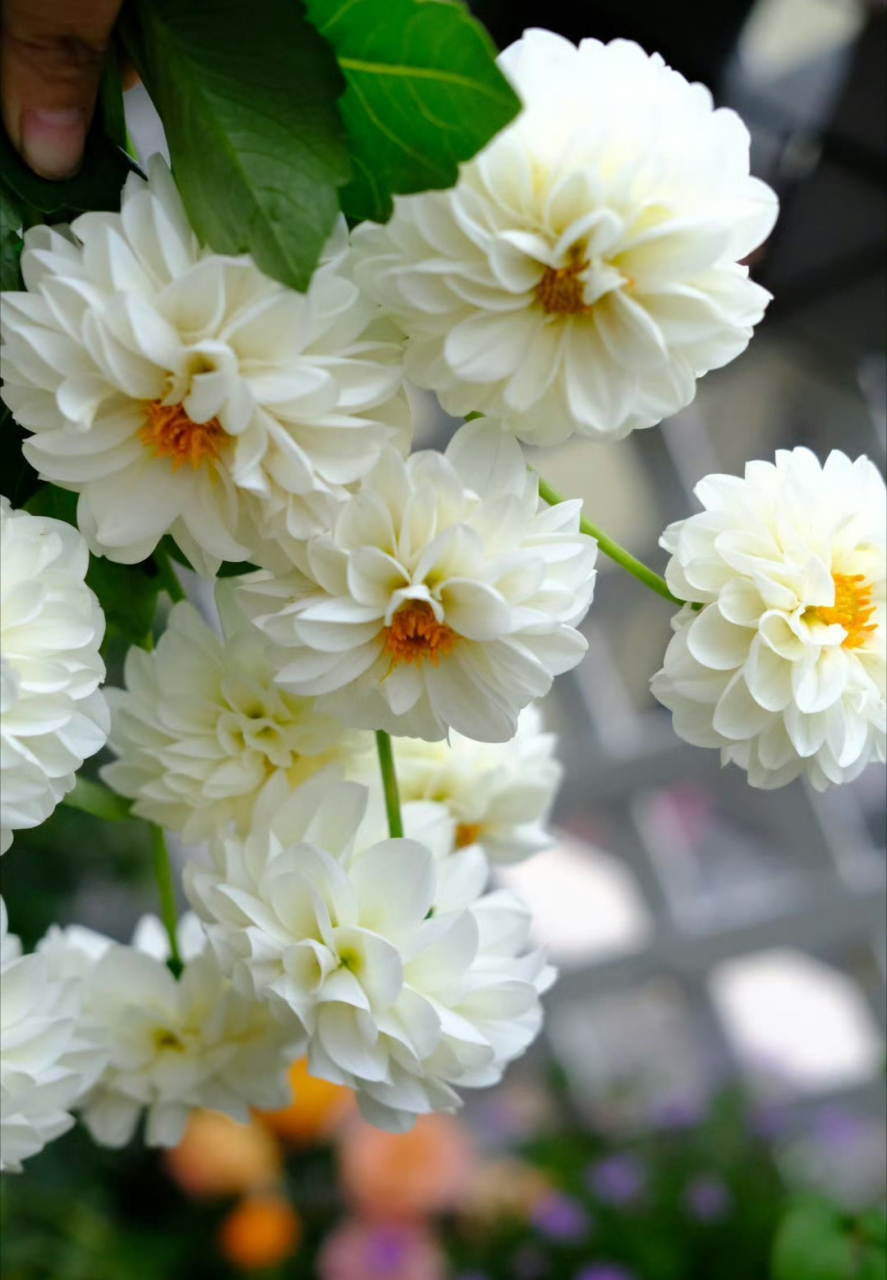 今日份鲜切 大丽花  白色砰砰砰