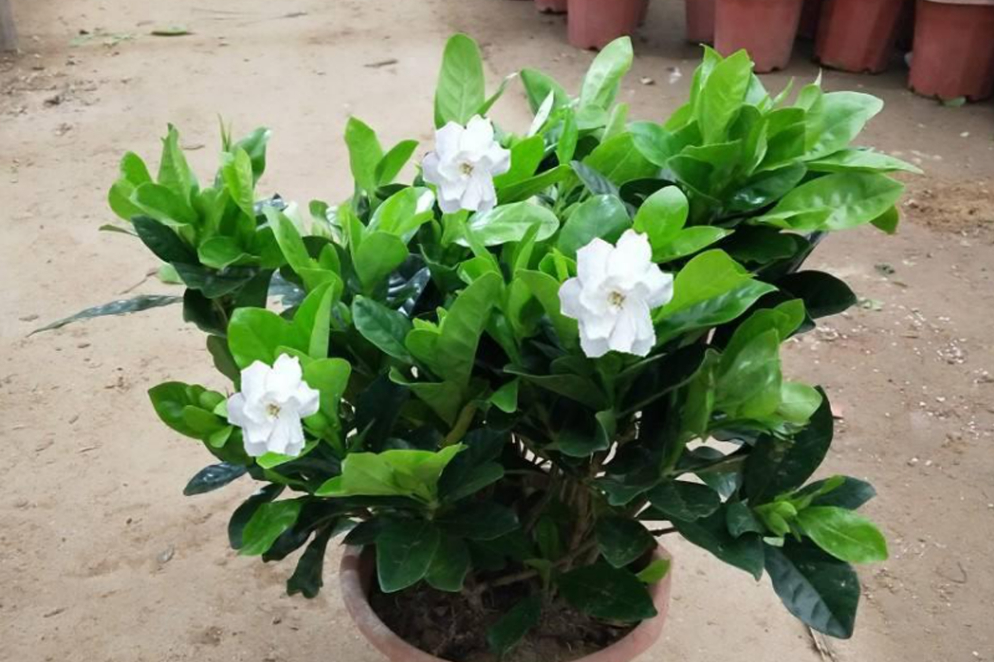 栀子花的养殖方法