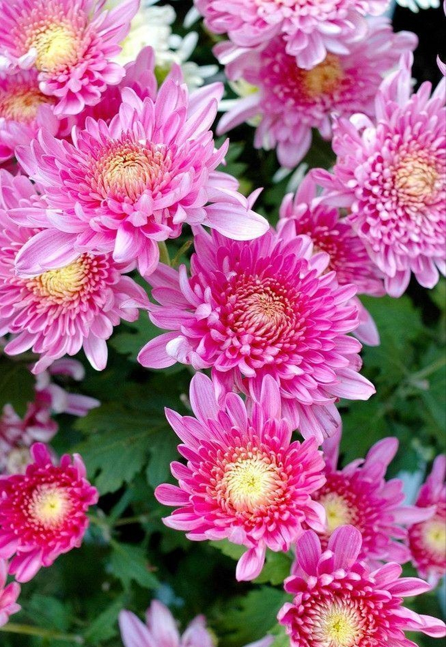 寂静如初,安之若素, 时光如水,总是无言, 若你安好,便是晴天.