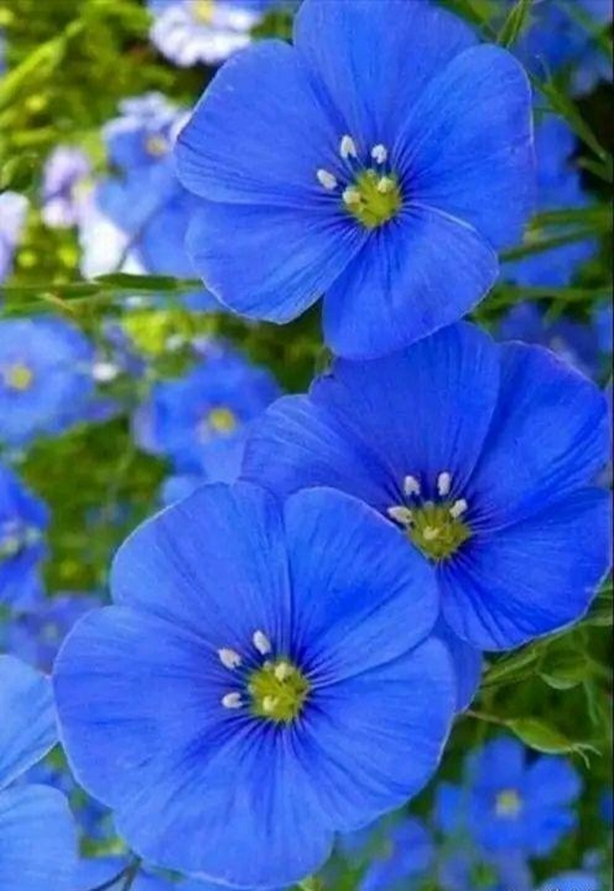 自然界那些蓝色妖娆的花,真的很治愈(图中依次为亚麻,牛舌草,瓜叶菊