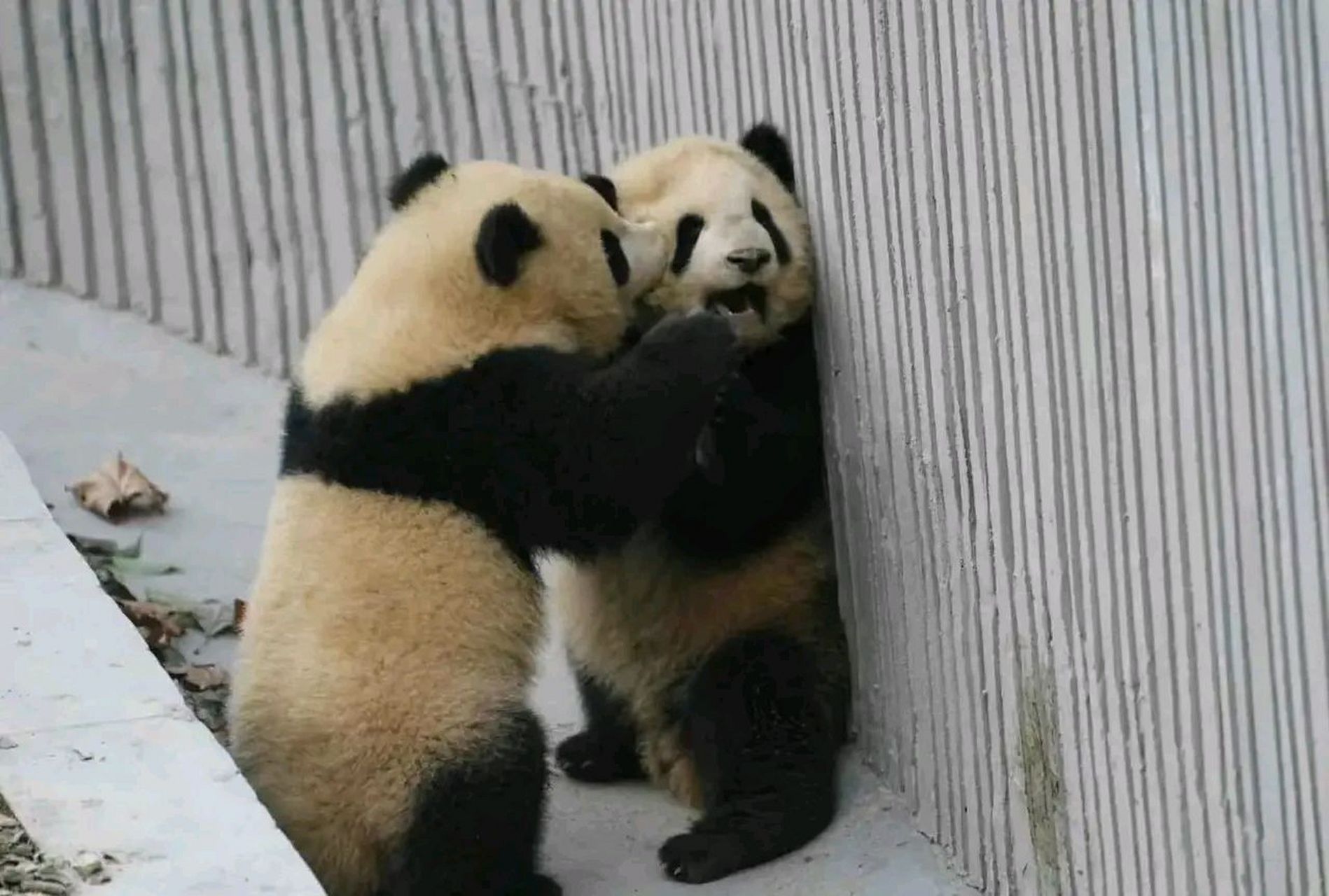 要被这张图笑死,太可爱了…  小熊崽子打架也太好玩了叭  不知道这是