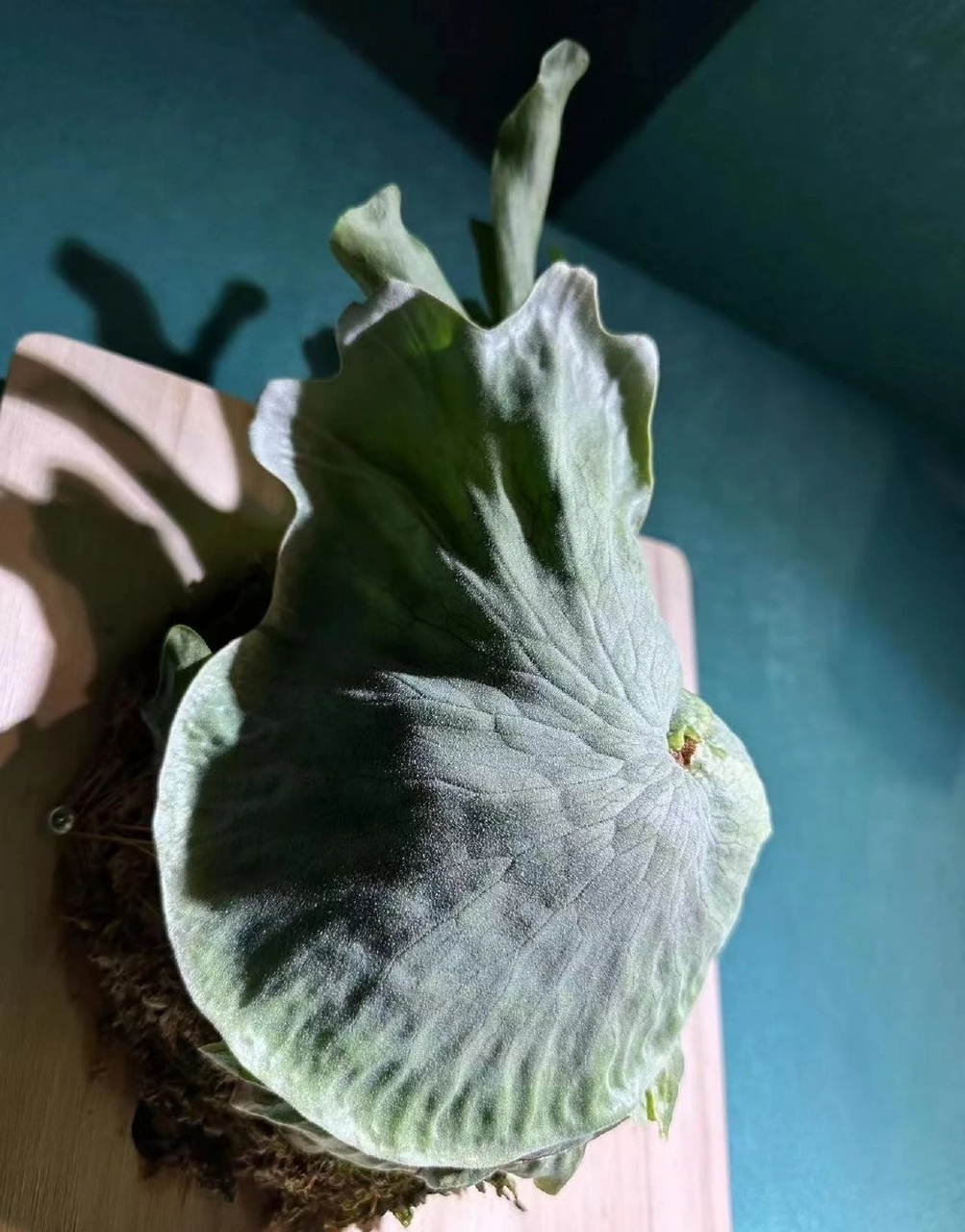 女王×巨兽鹿角蕨的变化. 676767