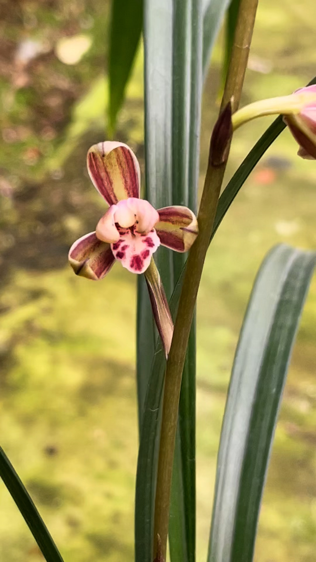 四季建兰名品彩梅带花绽放绿植盆栽浓香