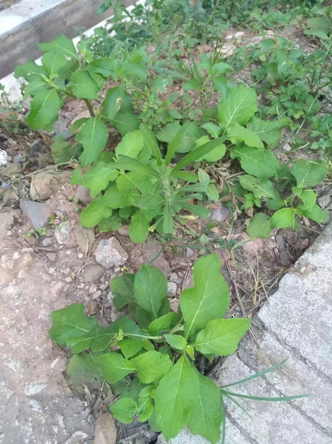 天名精,又称野烟叶,多年生草本植物