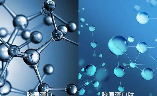 全人源三型胶原蛋白