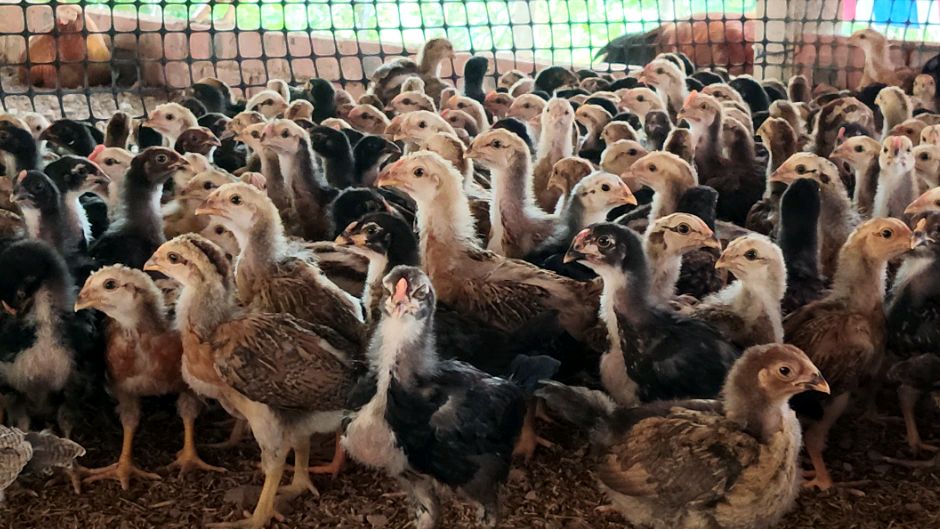 为了小斗鸡存活率高,养一个月就要这样做的,防止打斗损失