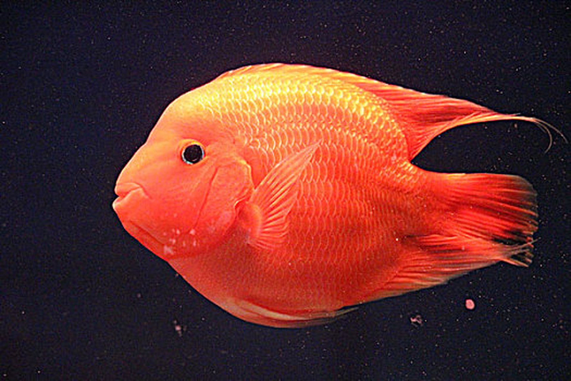 观赏鱼# 鹦鹉鱼, 由美洲慈鲷雄红魔鬼鱼和紫红火口杂交培育成的淡水