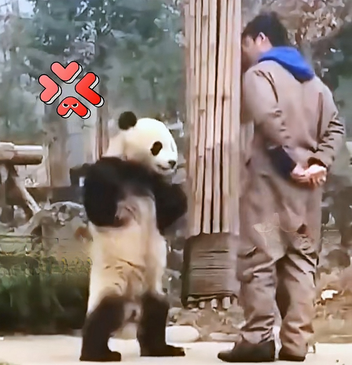 大熊猫双手叉腰跟奶爸"理论",咋一看跟个人似的,不说还真以为是假扮的