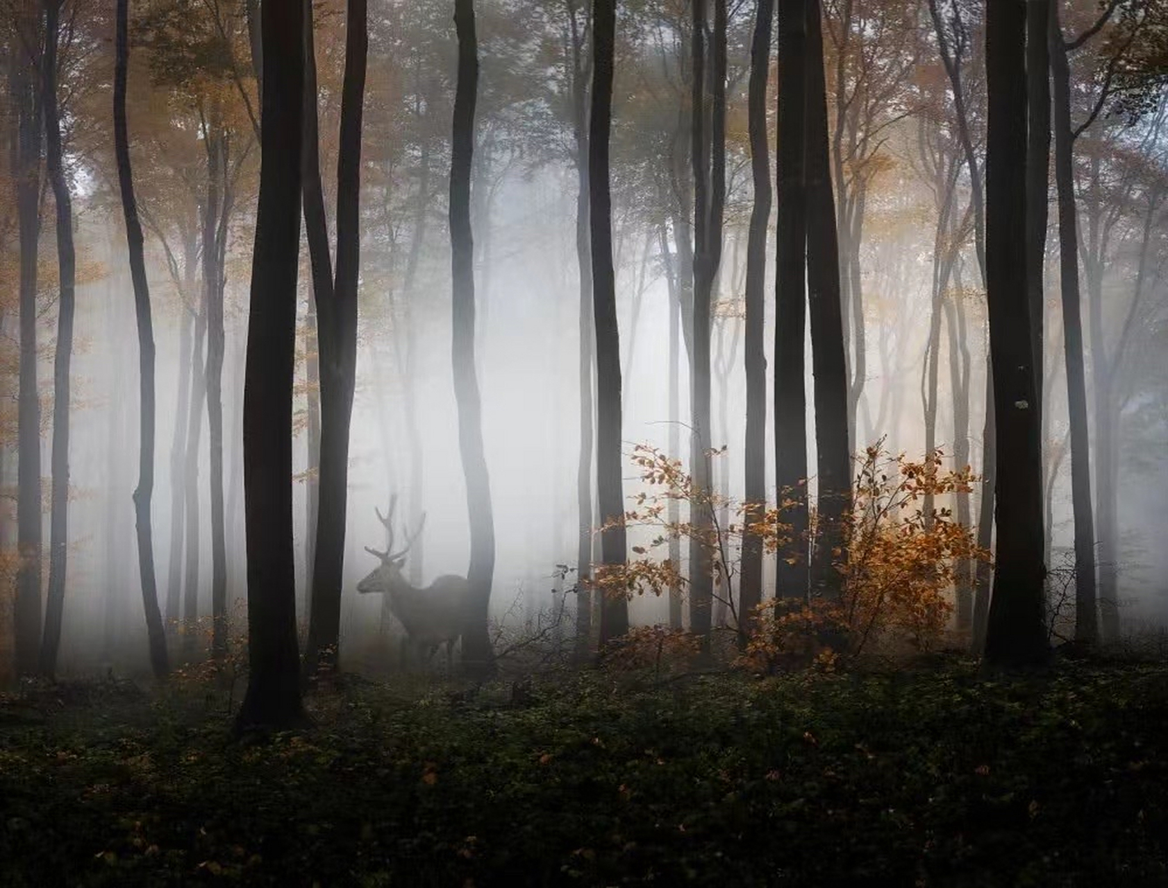林深时见鹿,老树陪古屋. 清晨时见雾,青草沾雨露.