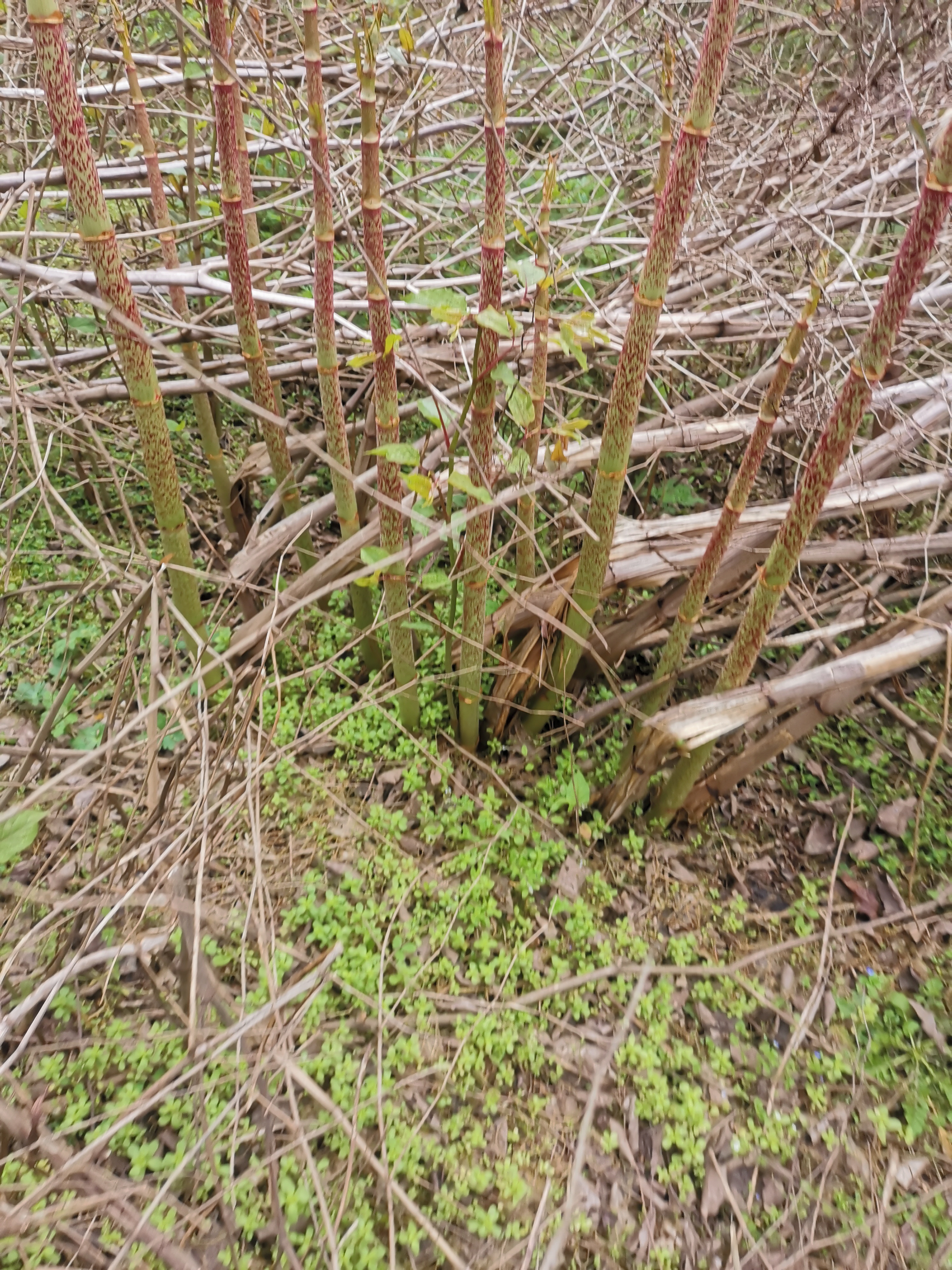 虎杖高产种植技术