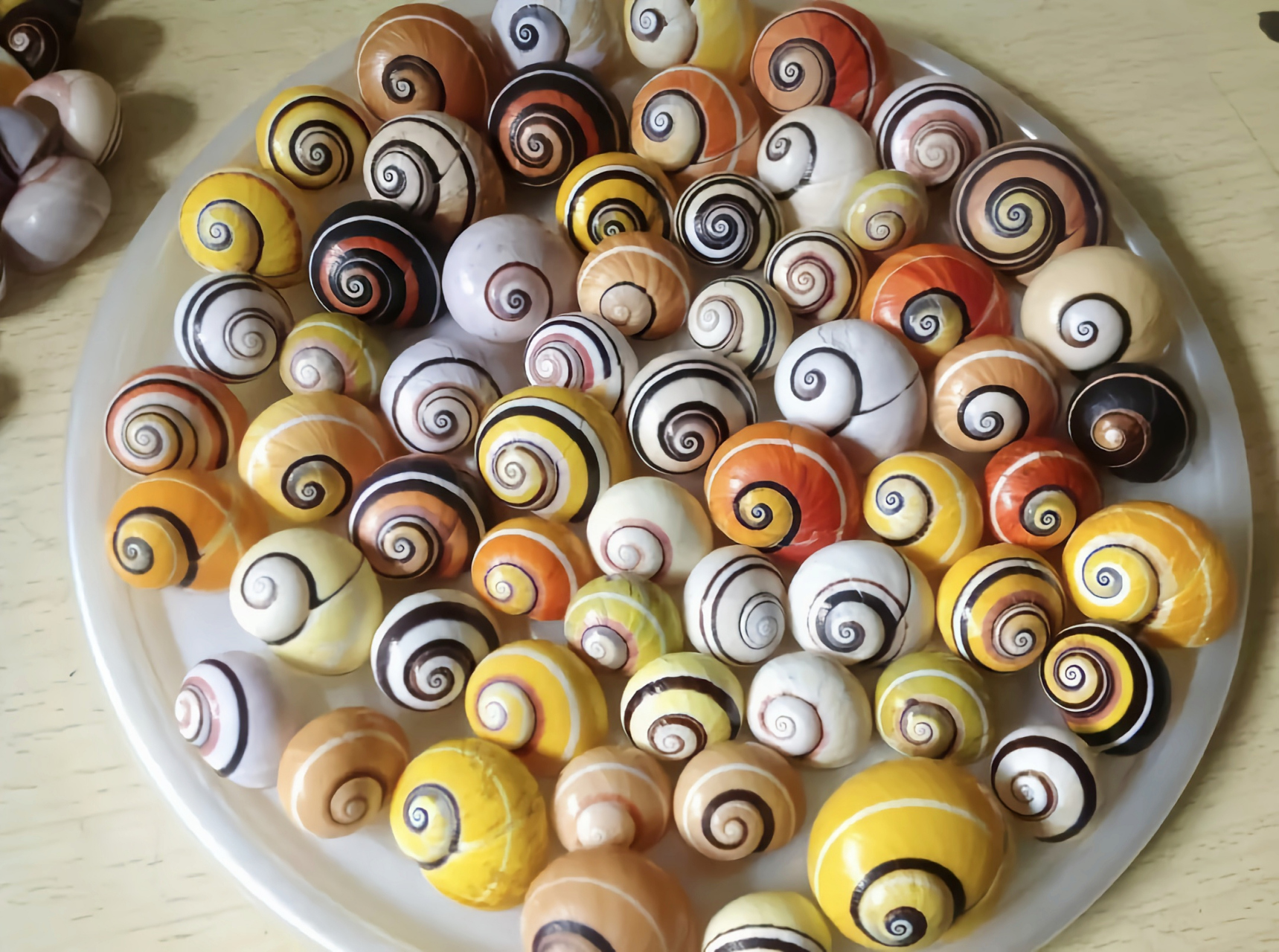 每天认识一种动物——叉线海明蜗牛 叉线海明蜗牛别名古巴彩色蜗牛,是