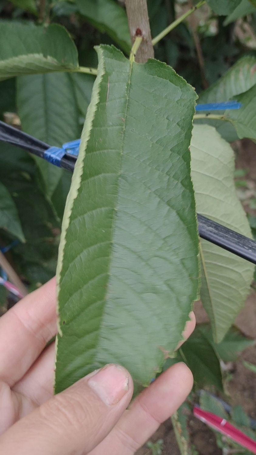 俄罗斯八号樱桃苗叶片保叶到位植株健壮
