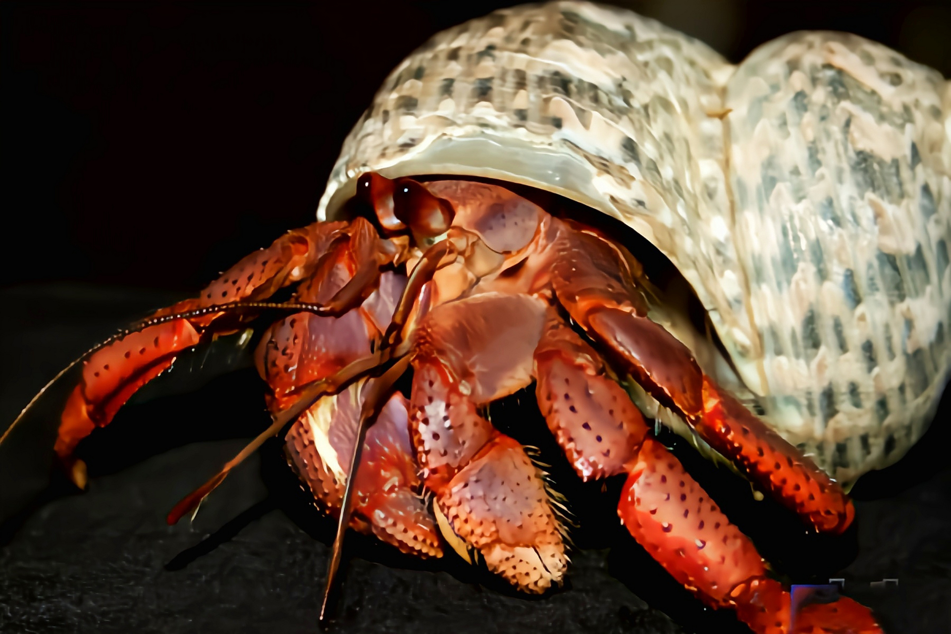 每天认识一种动物——大寄居蟹 大寄居蟹别名方腕寄居蟹,原产于太平洋