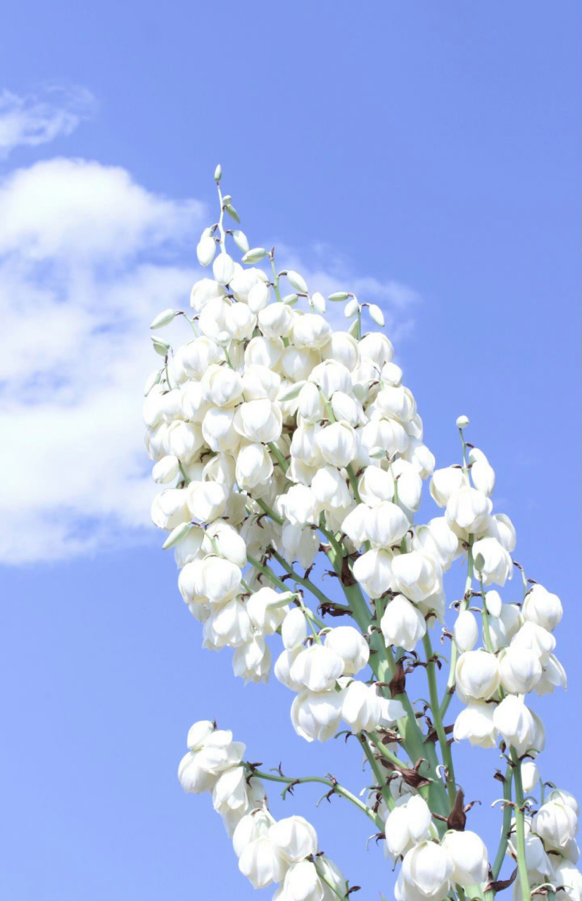 凤尾兰是一种很古老很古老很古老的神奇植物.