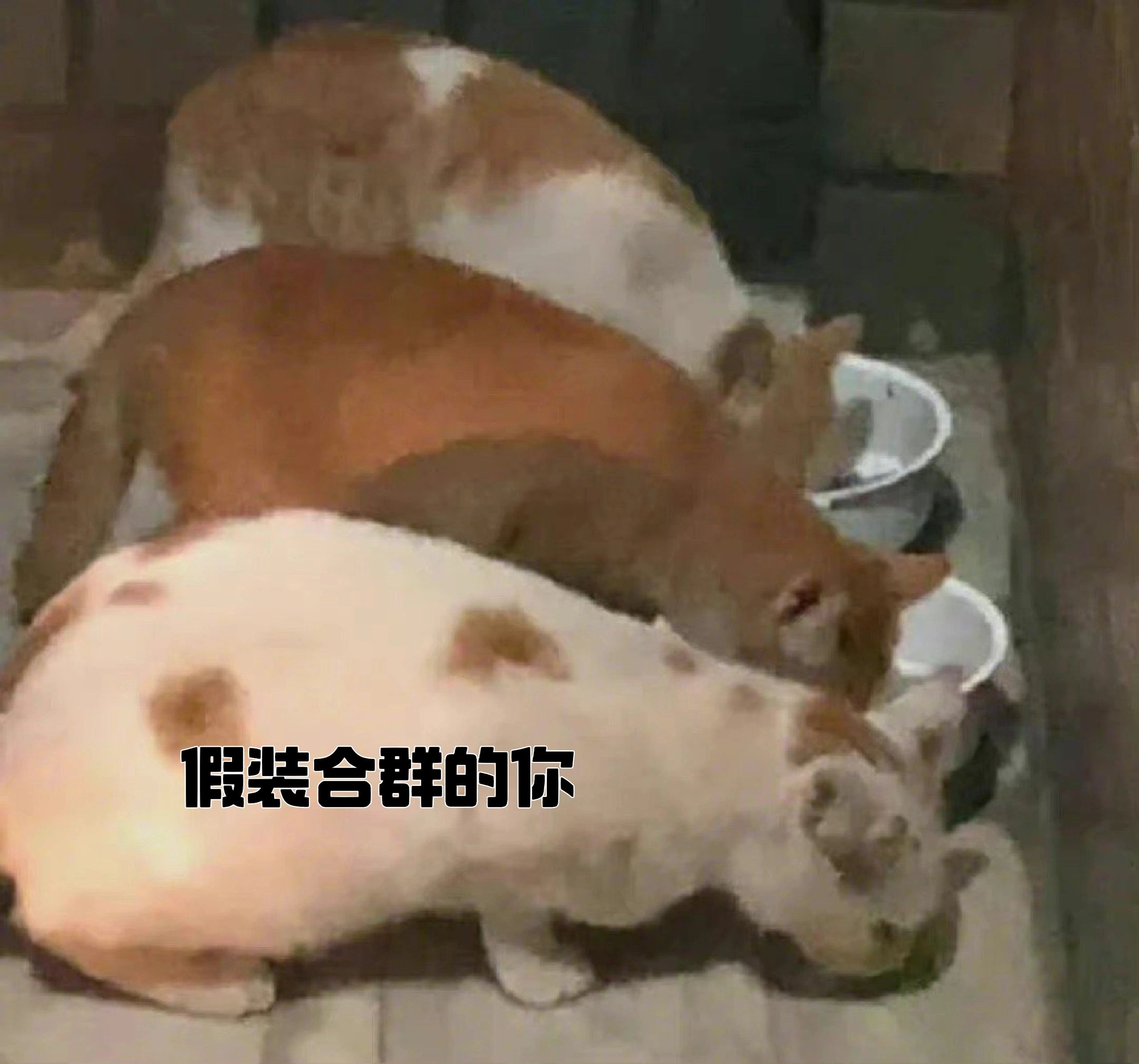 假装合群的你#趣图搞笑