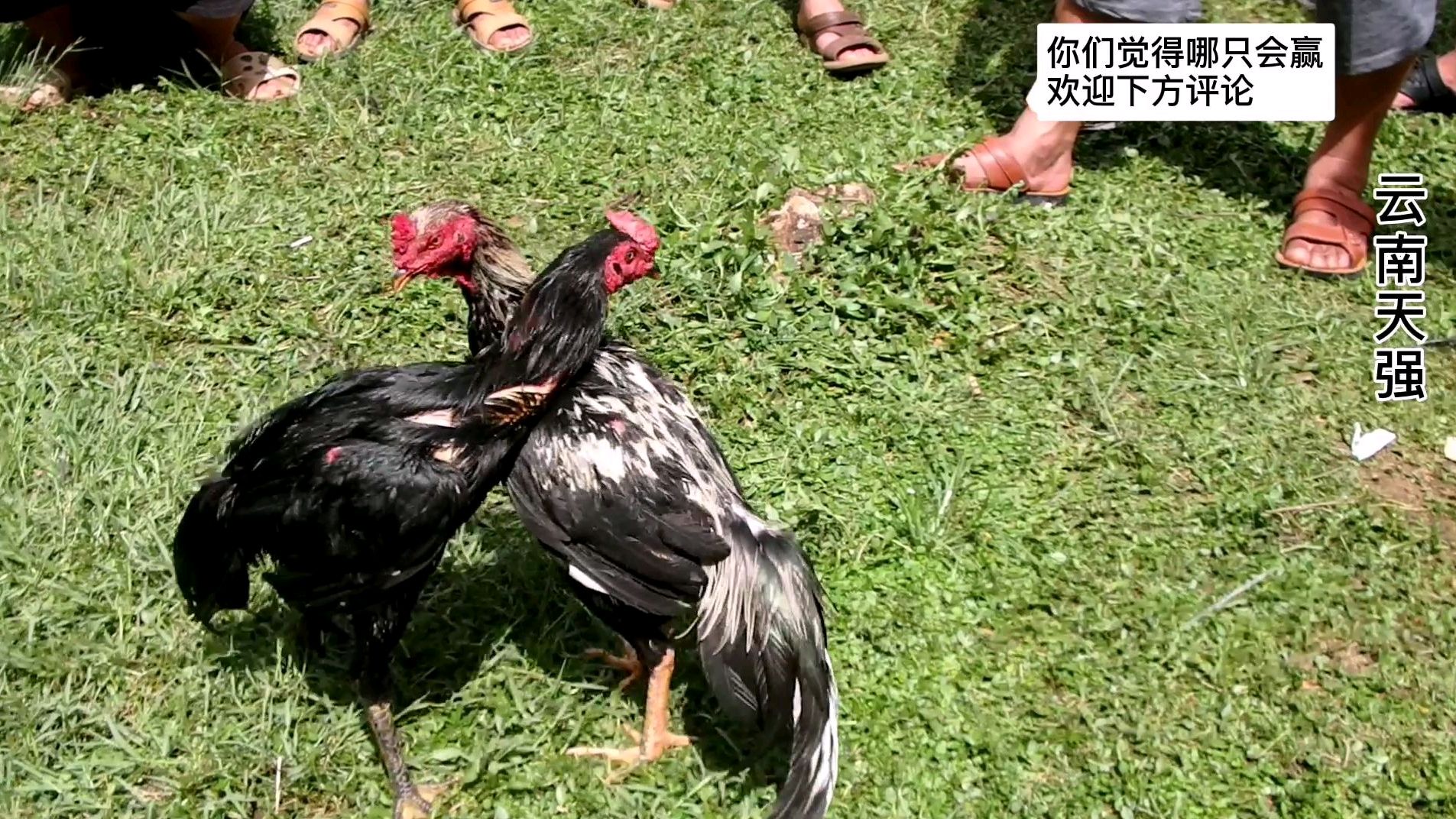 小伙去卖斗鸡,带你看越南鬼子鸡战斗,真刺激