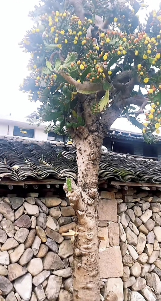 小路边那不知年份的仙人掌树