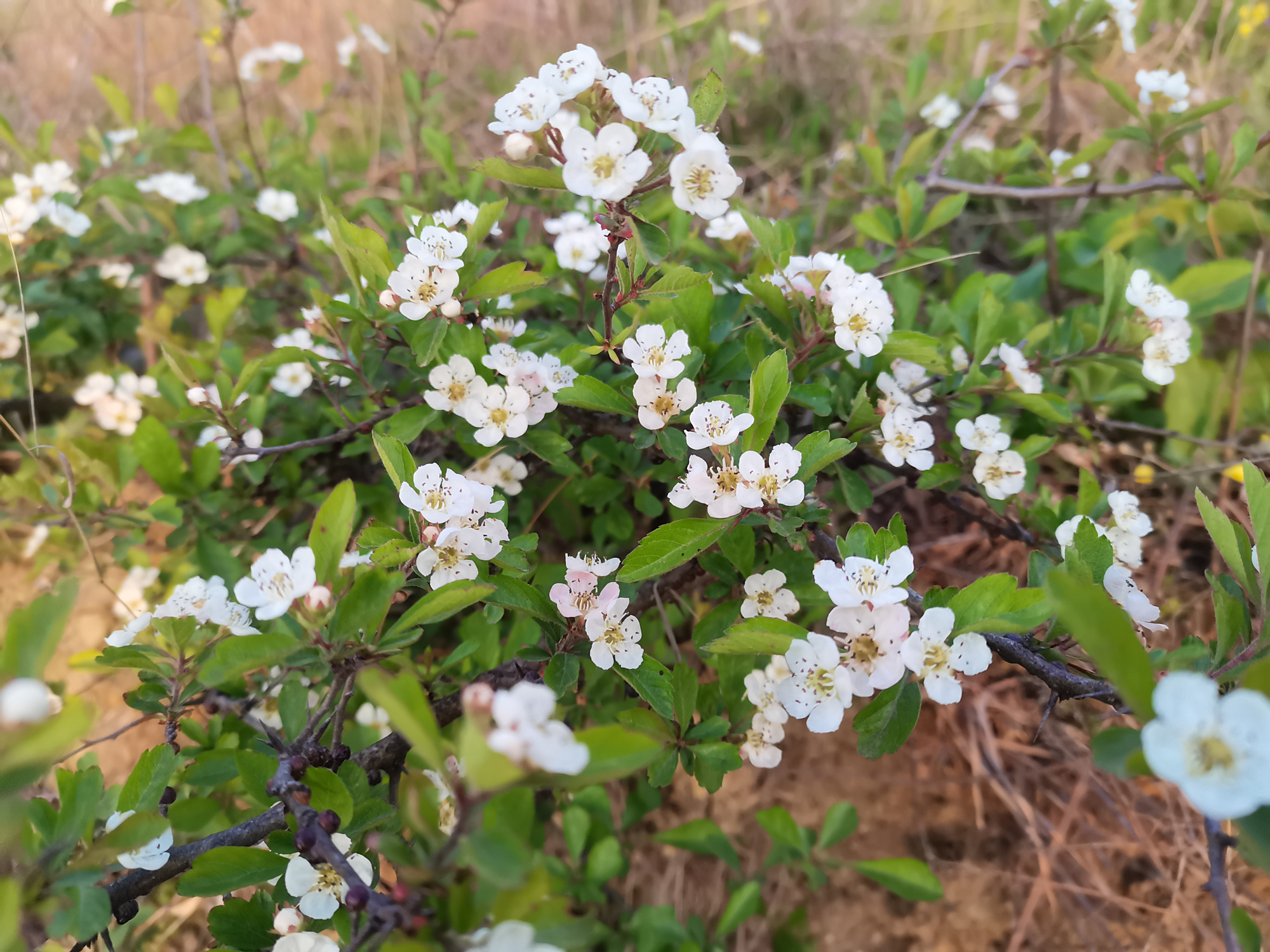 野山楂的红艳～淮山的红艳